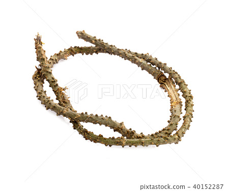 Tinospora cordifolia herb isolated on white 40152287