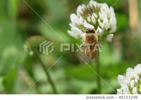 西方蜜蜂和三葉草花白色的花和蜜蜂 40153299