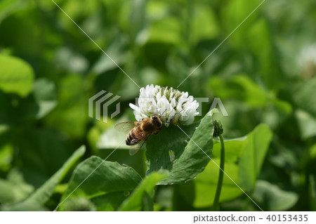 西方蜜蜂和三葉草花 白三葉草和蜜蜂 高野町 和泉市 鹿兒島縣 40153435