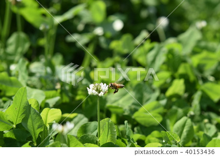 西方蜜蜂和三葉草花 白三葉草和蜜蜂 高野町 和泉市 鹿兒島縣 40153436