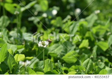 西方蜜蜂和三葉草花 白三葉草和蜜蜂 高野町 和泉市 鹿兒島縣 40153437