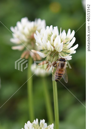 Western honey bee and clover flower White clover flower and honey bee Takaono Town Izumi City Kagoshima Prefecture 40153542
