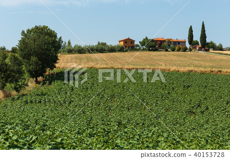 Old typical Tuscan farmhouse in Italy 40153728