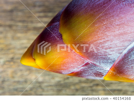 Silver bluggoe banana blossom Silver bluggoe banana blossom 40154168