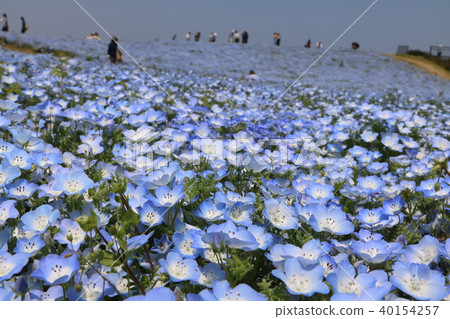 Nemophila Nemophila 40154257