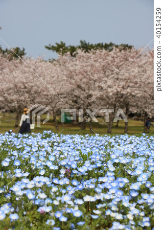 櫻花櫻桃nemophila Nemophila 40154259