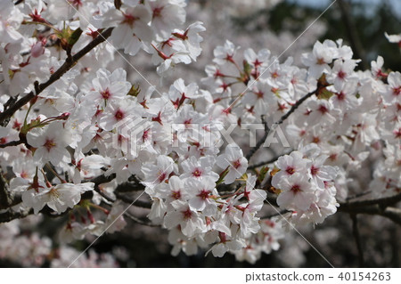 Cherry cherry blossom Cherry cherry blossom 40154263