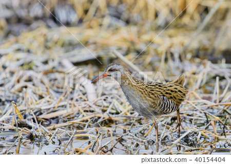 Kuina（水雞） 40154404