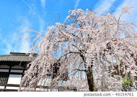 Cherry blossoms at old-school garden 40154761