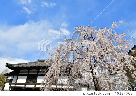 櫻花在老學校的花園裡 40154763