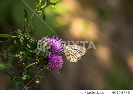 White-striped Butterfly 40154776