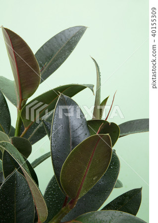 熱帶植物圖像 熱帶植物圖像 40155309