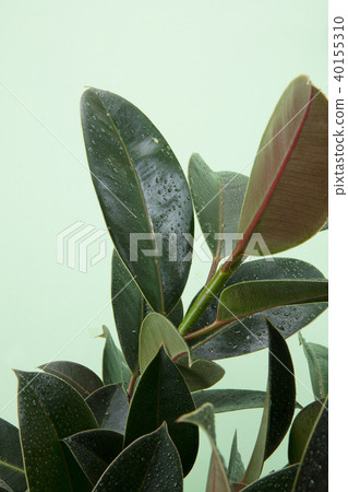 熱帶植物圖像 熱帶植物圖像 40155310