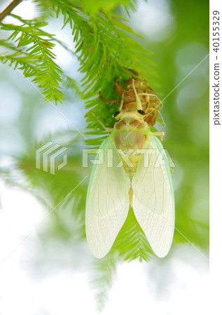 Settle 16 Settle 16 40155329