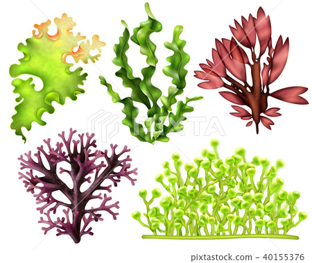 sea weeds food