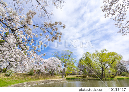 福島郡山市民的休息區的受歡迎的現場Kakuikekoen。在水邊的公園,藍天和盛開的櫻花之間的對比是美麗的 福島郡山市民的休息區的受歡迎的現場Kakuikekoen。在水邊的公園,藍天和盛開的櫻花之間的對比是美麗的 40155417