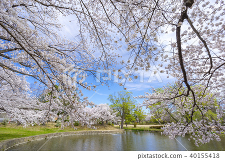 Popular spot Kakuikekoen of rest area of Fukushima Koriyama citizens. A park on the waterside where the contrast between the blue sky and the cherry blossoms in full bloom is beautiful 40155418