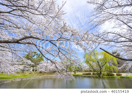 福島郡山市民的休息區的受歡迎的現場Kakuikekoen。在水邊的公園,藍天和盛開的櫻花之間的對比是美麗的 福島郡山市民的休息區的受歡迎的現場Kakuikekoen。在水邊的公園,藍天和盛開的櫻花之間的對比是美麗的 40155419