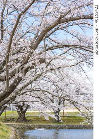 Popular spot Kakuikekoen of rest area of Fukushima Koriyama citizens. A park on the waterside where the contrast between the blue sky and the cherry blossoms in full bloom is beautiful Popular spot Kakuikekoen of rest area of Fukushima Koriyama citizens. A park on the waterside where the contrast between the blue sky and the cherry blossoms in full bloom is beautiful 40155422