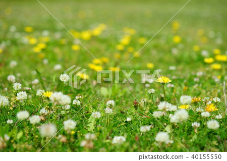 Wild Wildflowers 3 Wild Wildflowers 3 40155550