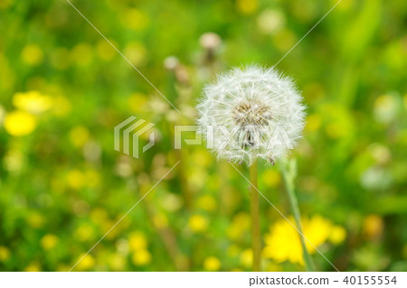 春天的蒲公英 40155554