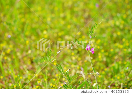春天的野花 40155555
