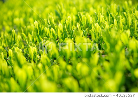 宇治茶豆芽1 40155557