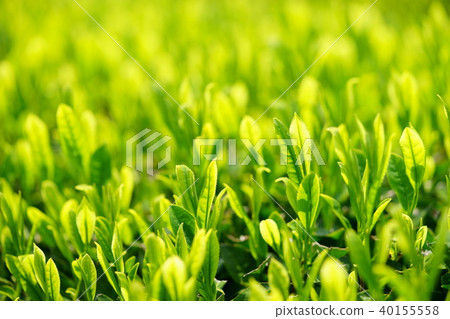 宇治茶芽2 40155558