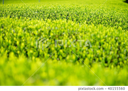 宇治茶豆芽4 40155560