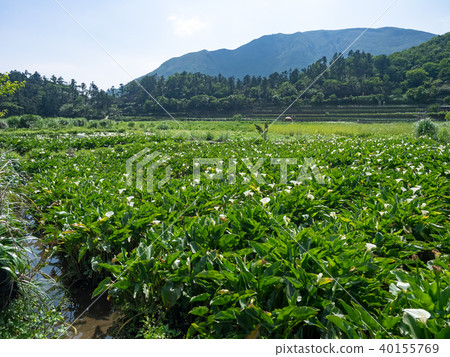 陽明山的海芋田 陽明山的海芋田 40155769
