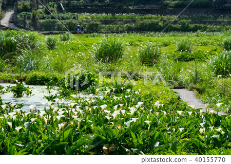 陽明山的海芋田 陽明山的海芋田 40155770