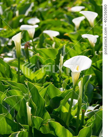 陽明山的海芋田 40156060