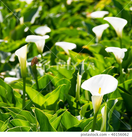 Haishutian in Yangmingshan 40156062