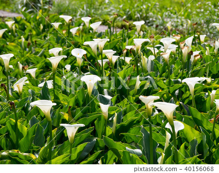 陽明山的海芋田 40156068