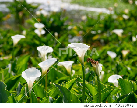 Haishutian in Yangmingshan Haishutian in Yangmingshan 40156072