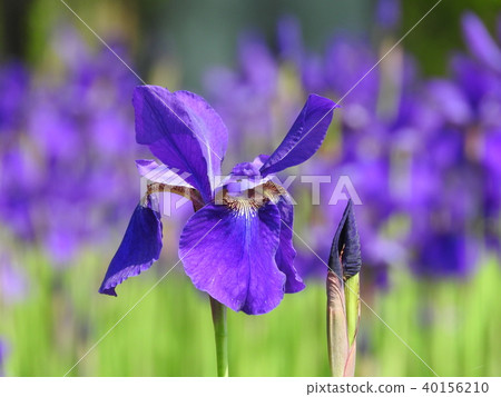 Iris flower Iris flower 40156210
