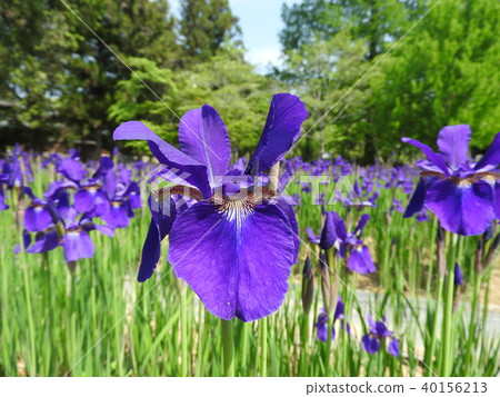 鳶尾花 鳶尾花 40156213