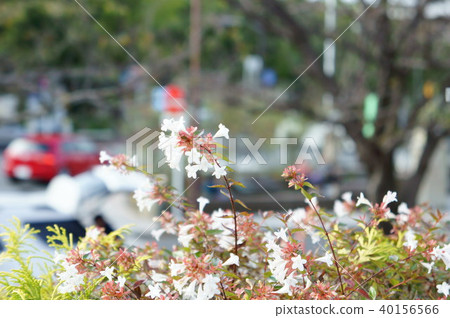 Aberia sidewalk Aberia sidewalk 40156566