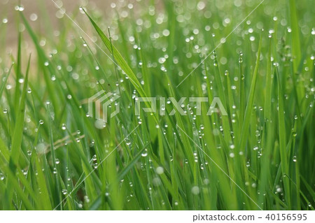 Morning dew Morning dew 40156595