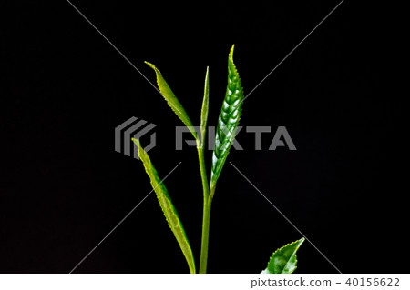 採摘綠茶的茶發芽黑背景 40156622