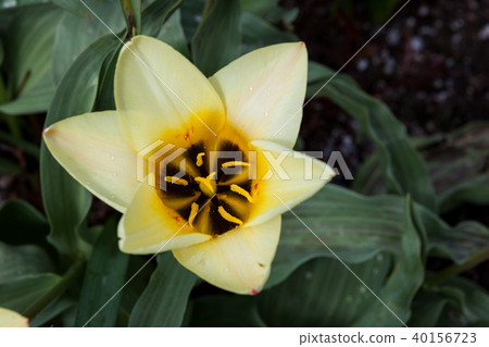Beautiful blooming spring flowers 40156723