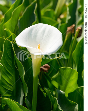 Haishutian in Yangmingshan 40156755