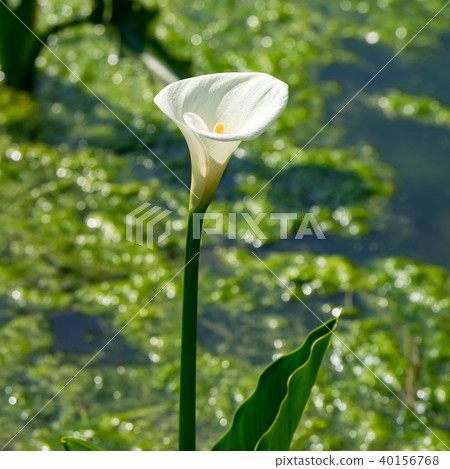 Haishutian in Yangmingshan 40156768