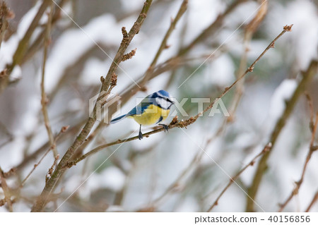 Blue tit sitting on small branch Blue tit sitting on small branch 40156856