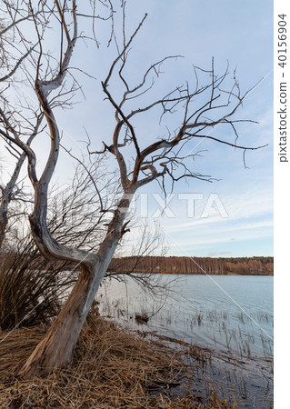 Dead tree on lakeside Dead tree on lakeside 40156904