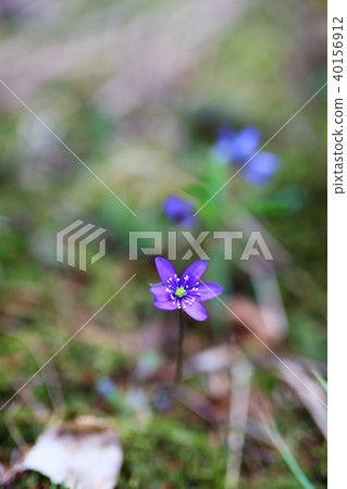 Beautiful common hepatica flower at forest 40156912