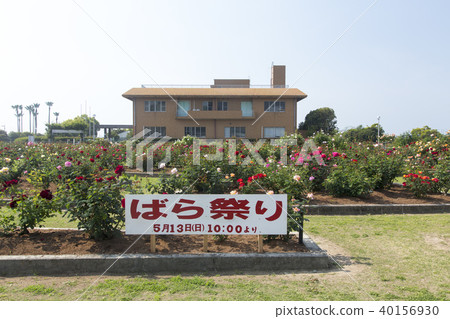 Wonderful Citizen Flowerbed Rose Flower, Wonderful Citizen Flowerbed Rose Flower, 40156930