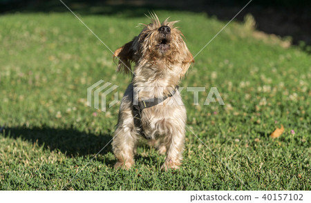 Howling dog 40157102