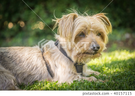 Dog resting in the grass of a park. Copy space, blurred background. Dog resting in the grass of a park. Copy space, blurred background. 40157115