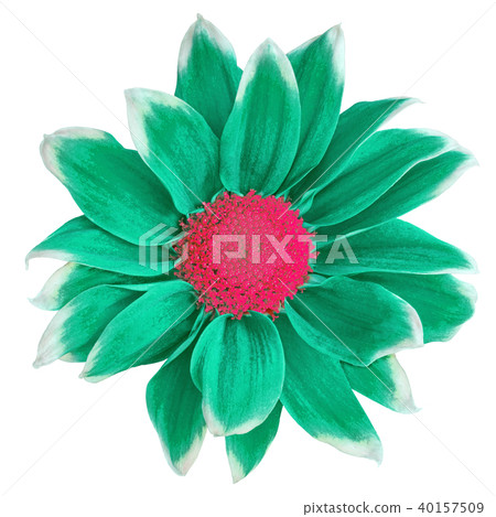 Flower cyan white Chrysanthemum Flower cyan white Chrysanthemum 40157509